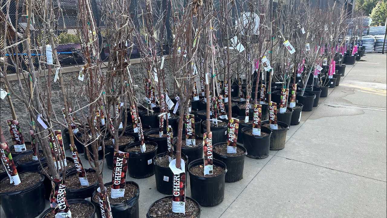 Home Depot Garden Center 2025 Fruit & Ornamental Tree Inventory🌸🍎LOTS OF RARE VARIETIES🍒