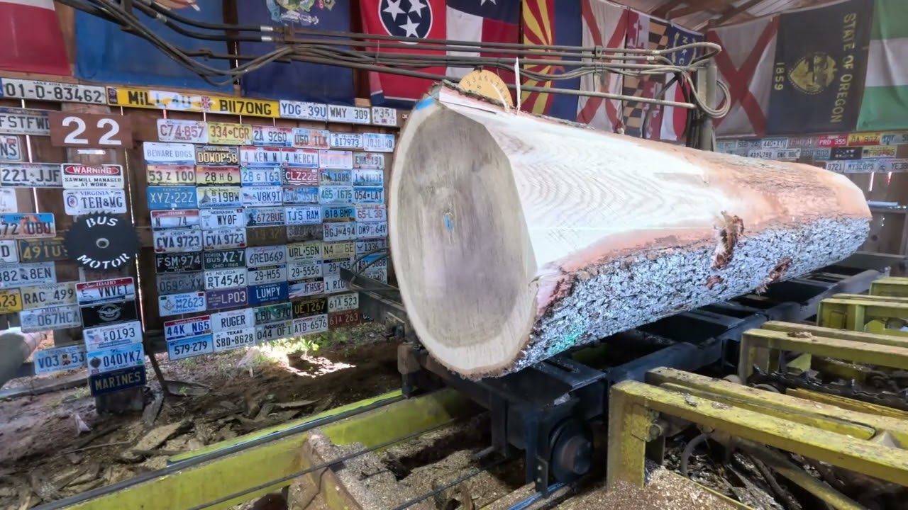 Sawing the biggest white oak log that we ever sawed on this mill # 623