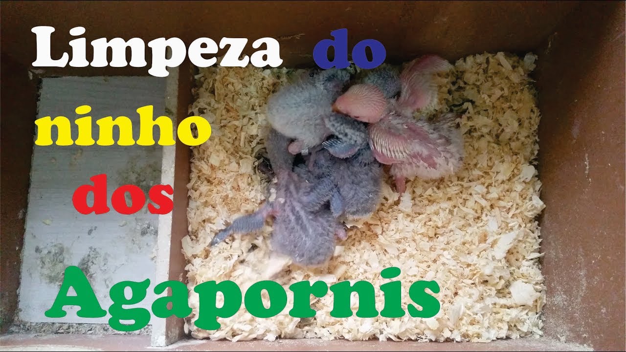 Limpeza do ninho dos Agapornis Roseicollis
