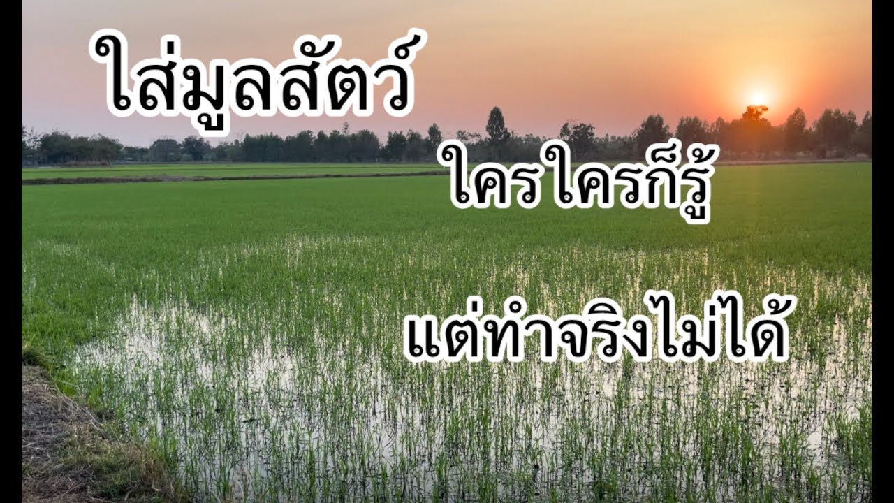 บำรุงดินด้วยมูลสัตว์แต่ทำไม่ได้