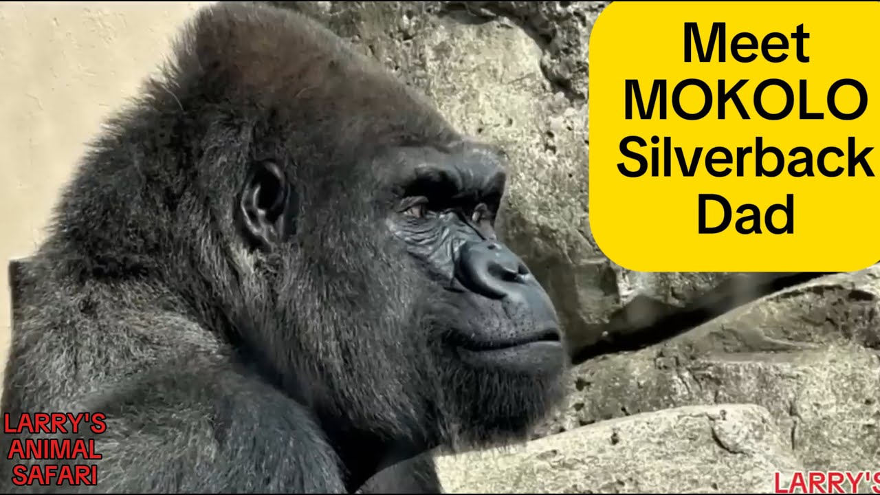 Meet Mokolo 🦍 Cleveland Zoo’s Silverback & Gentle Giant Dad 💚 Cleveland Zoo Series