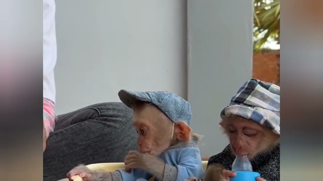 well treated everydayDonut Donald gently getting it#cat #duet #dance#monkey #cute 