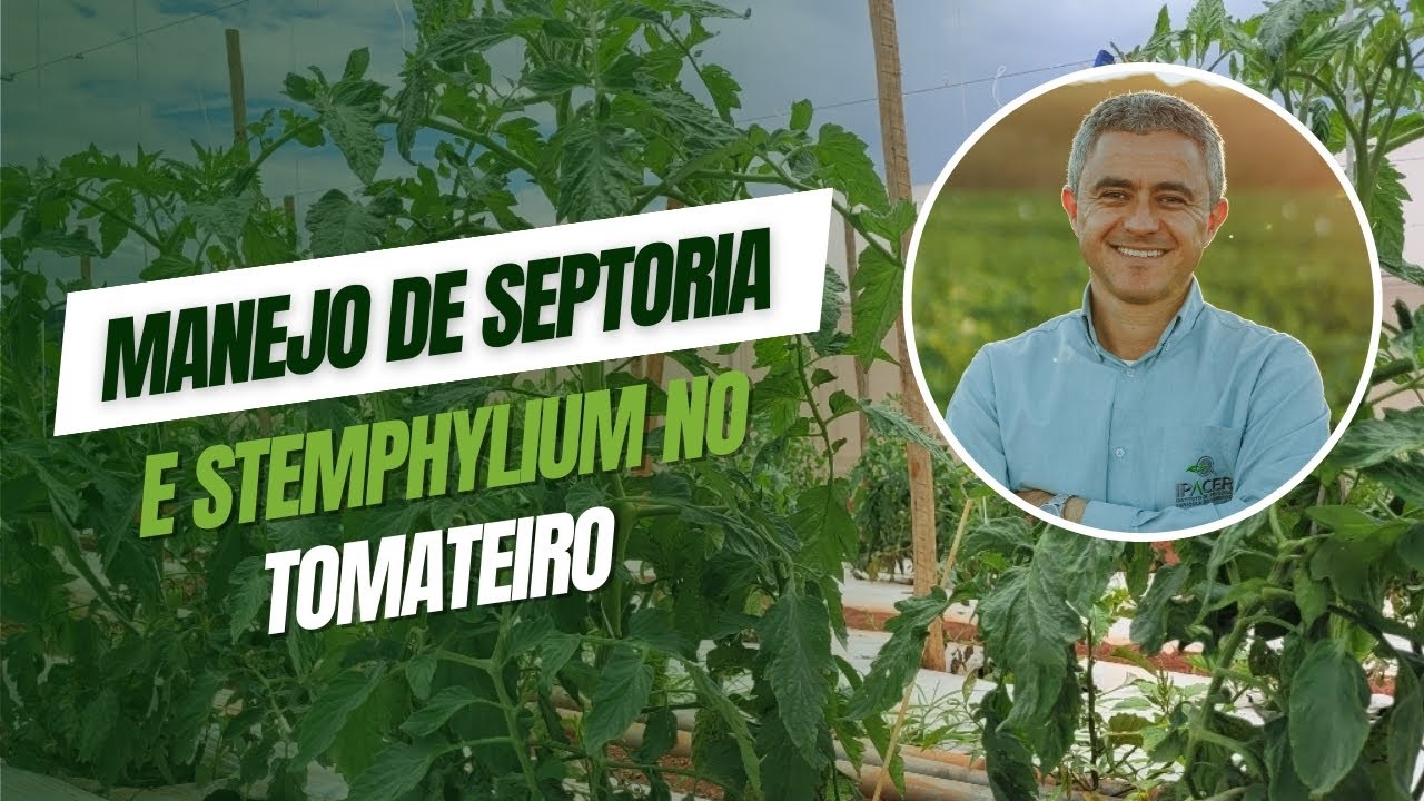 Manejo de Septoria e Stemphylium no tomateiro