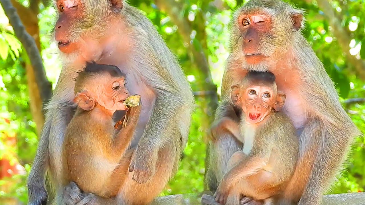 Miss vigo !! Memory blind monkey vigo trying to grab food with mom