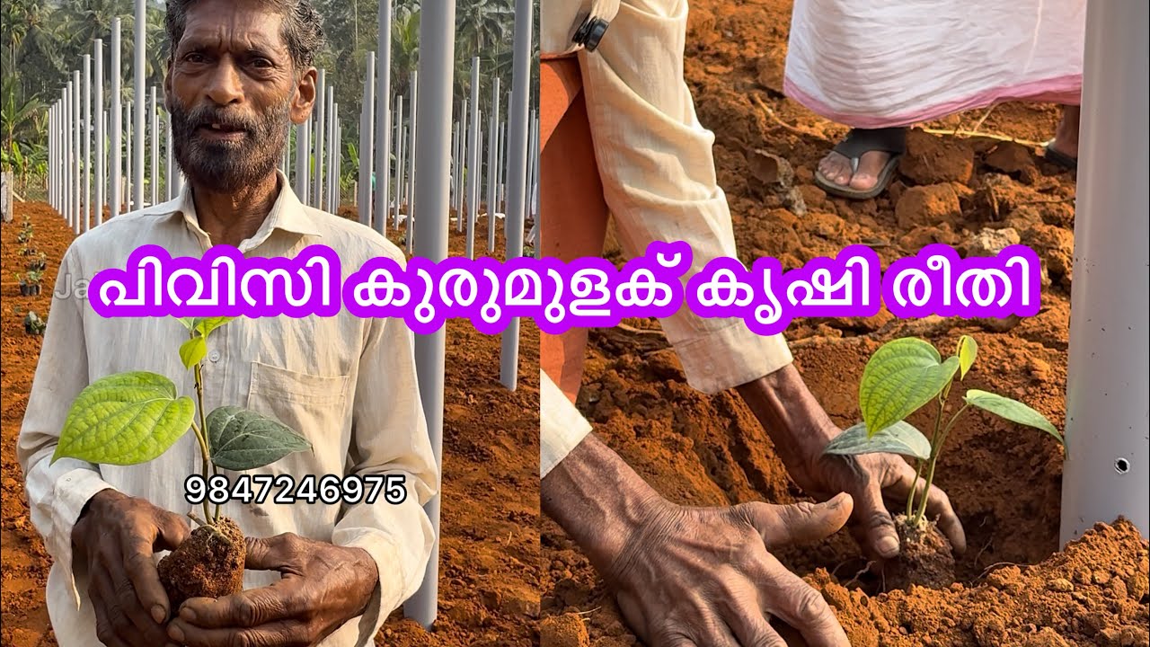 ഇതുപോലെ കുരുമുളകിട്ടാൽ ഇടുന്ന വളം എല്ലാം ചെടിക്കുള്ളതാ  
