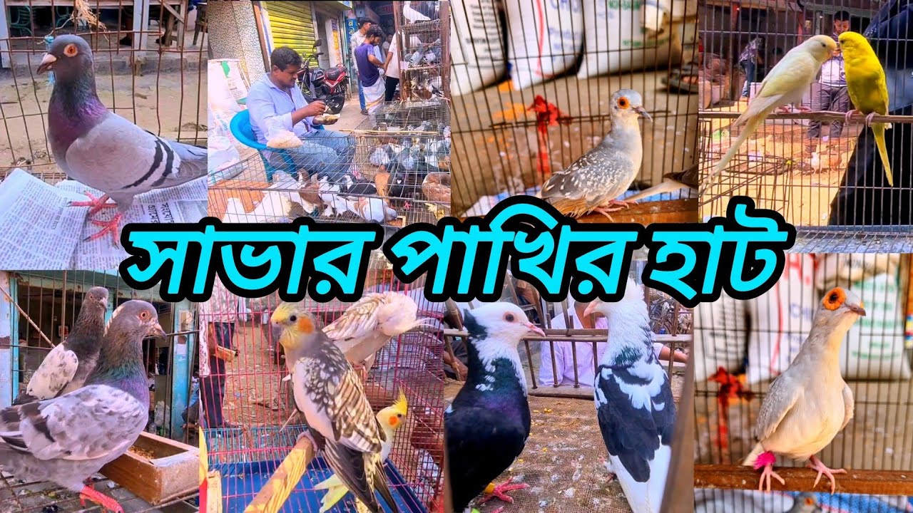 সাভার পাখির হাট / সাভার কবুতর হাট / অরজিনাল ডায়মন্ড ঘুঘু / কবুতরের দাম এখন কত / Savar bird market 