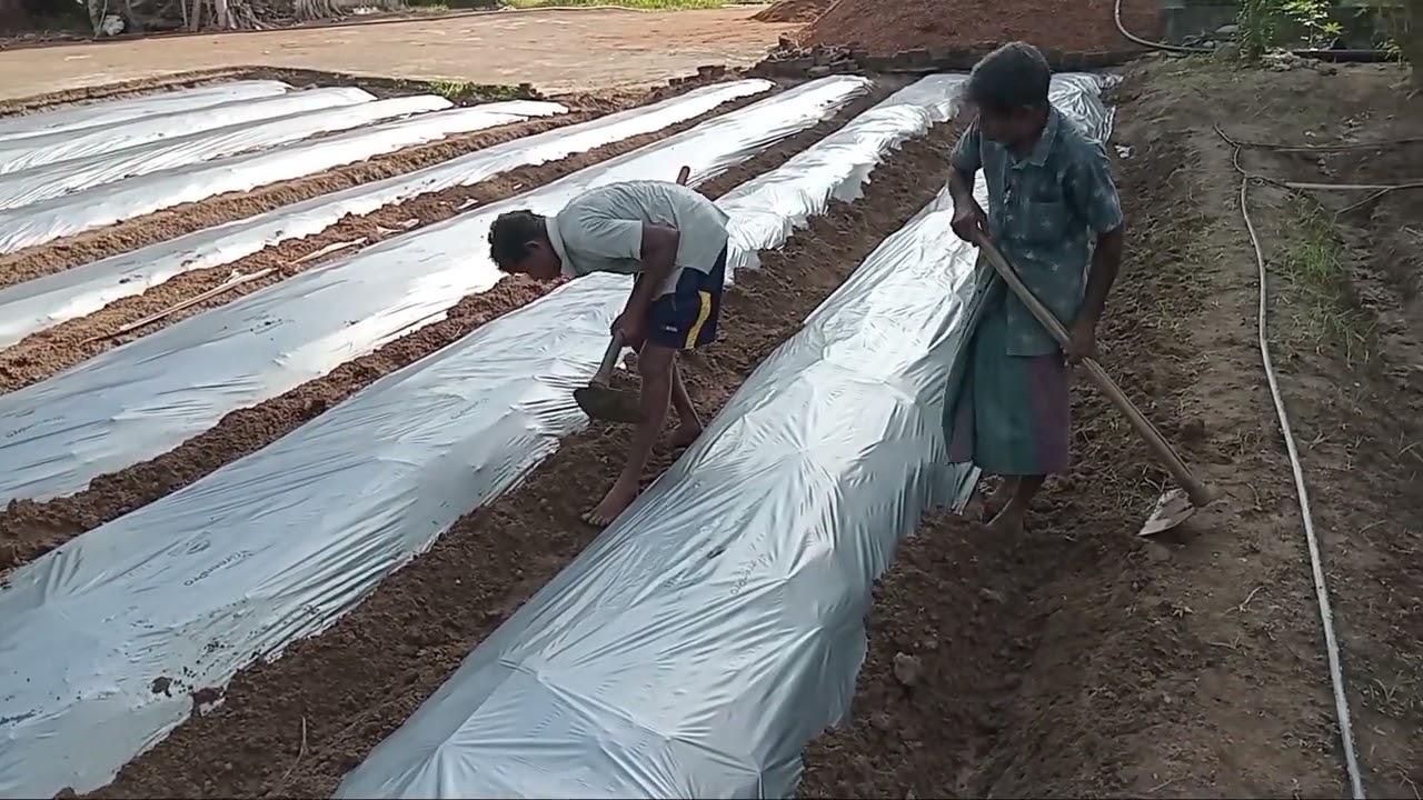 නයිමිරිස් වගාවට සුහුරු තාක්ෂණය