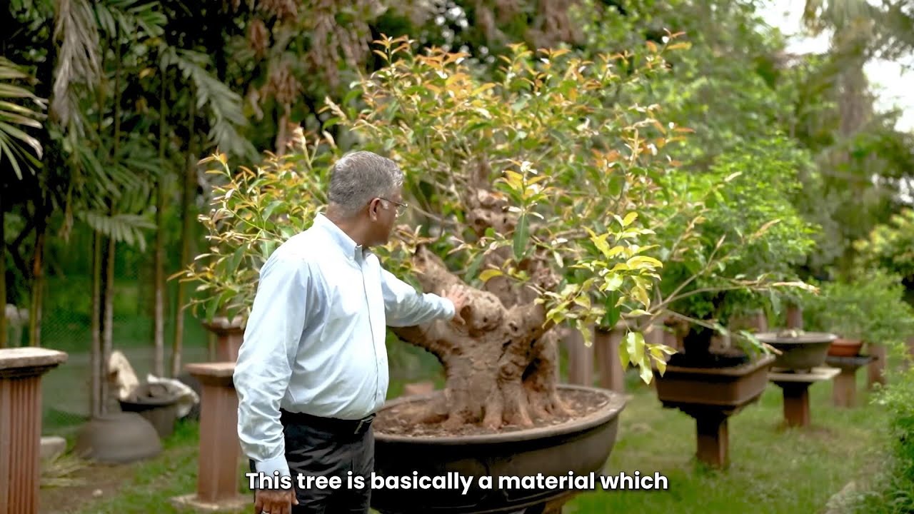 Choosing the Right Raw Material for Bonsai | Sumit’s Guide to Building Living Sculptures