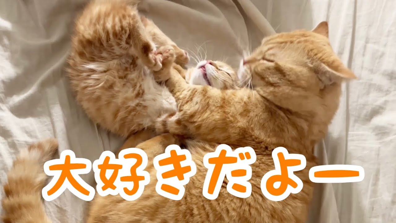 息子大好きパパ猫とマンチカンの子猫のムッチムチな日々。