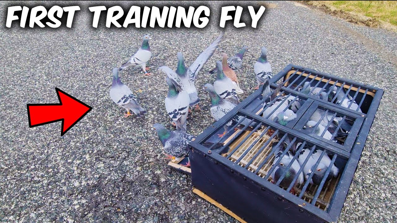 FIRST YOUNG BIRD TOSS