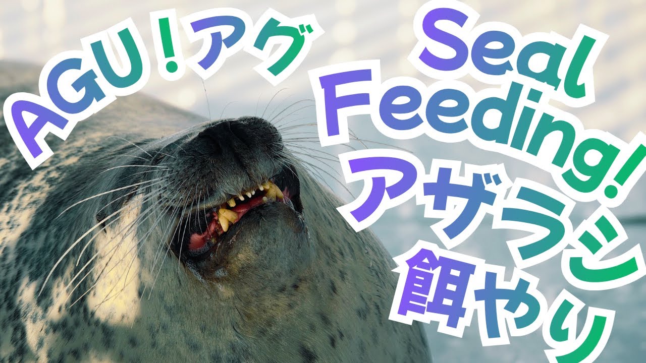 Seal Sea Paradise Feeding and Training with Agu! アザラシ シーパラダイス！アグーの餌やりとトレーニング! Walk through! ぶらり潜入！🦭