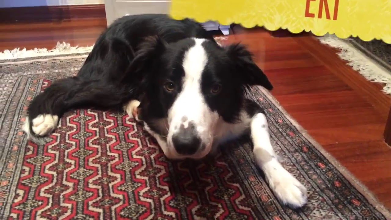 Un día en la vida con un Border Collie