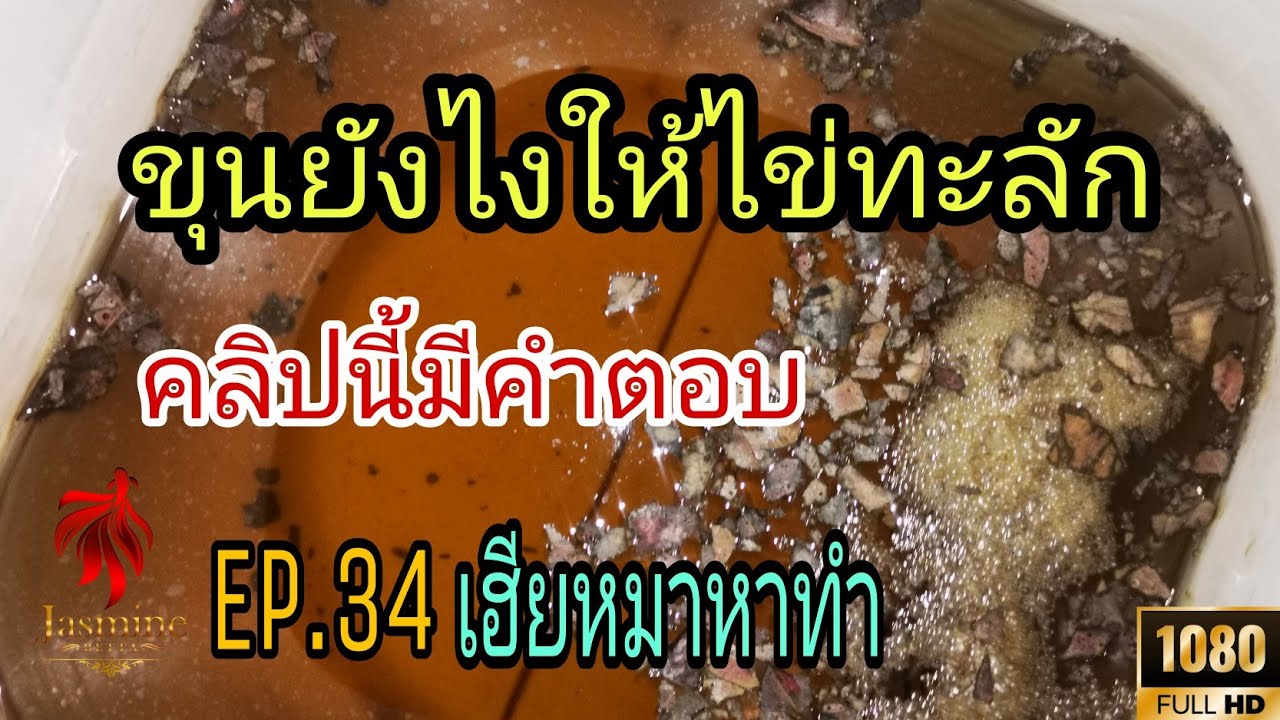 EP.34 เฮียหมาหาทำ | #ขุนไข่ตัวเมีย ยังไงให้ไข่แน่นทะลัก ไปจ๊วดกัน