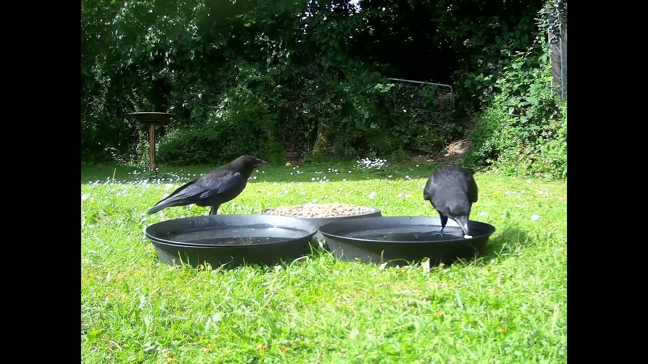 #young #crows #feeding