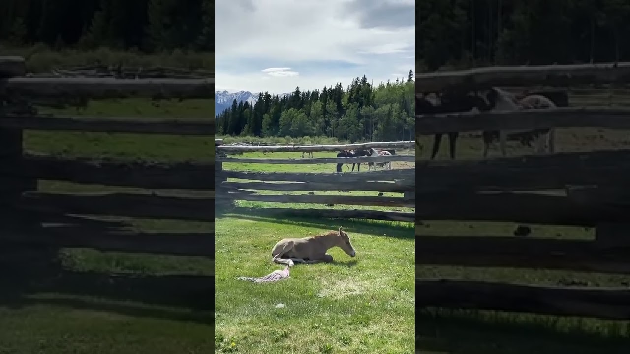 Watch This Newborn Horse Stand For The First Time at The Flying L Ranch!