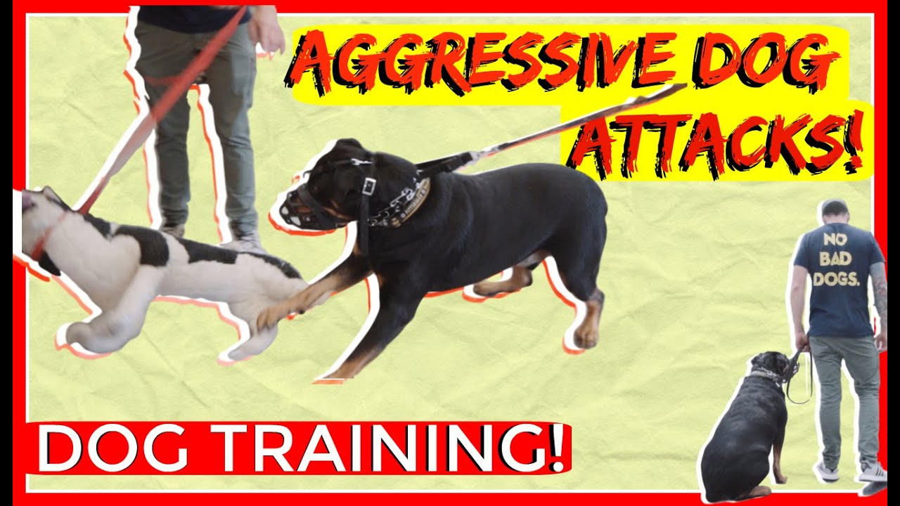 Dominant Aggressive Rottweiler Attacks other dogs - Dog Rehabilitation with Americas Canine Educator