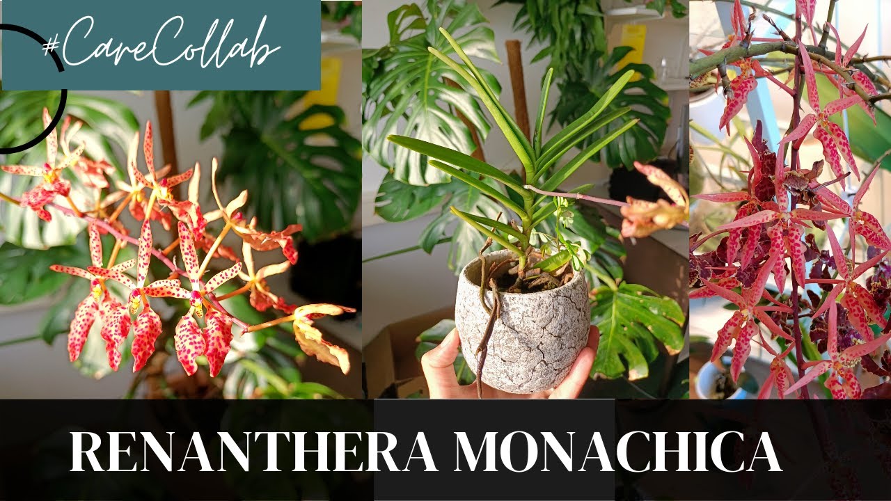 CareCollab for Renanthera Monachica, a Monachica seedling and its hybrid (x Ren. citrina)