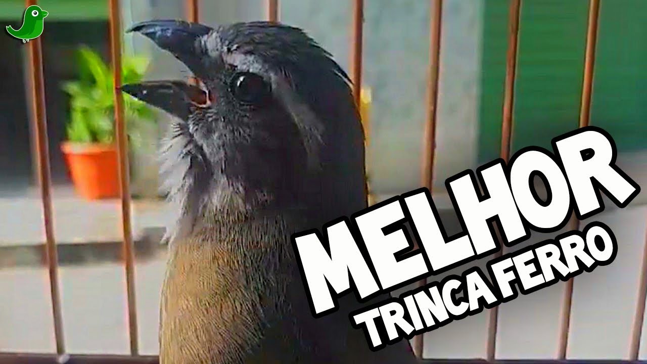 Melhor TRINCA FERRO PARA ESQUENTAR ! 3 HORAS de Canto, Temporada de Trinca Chegando !