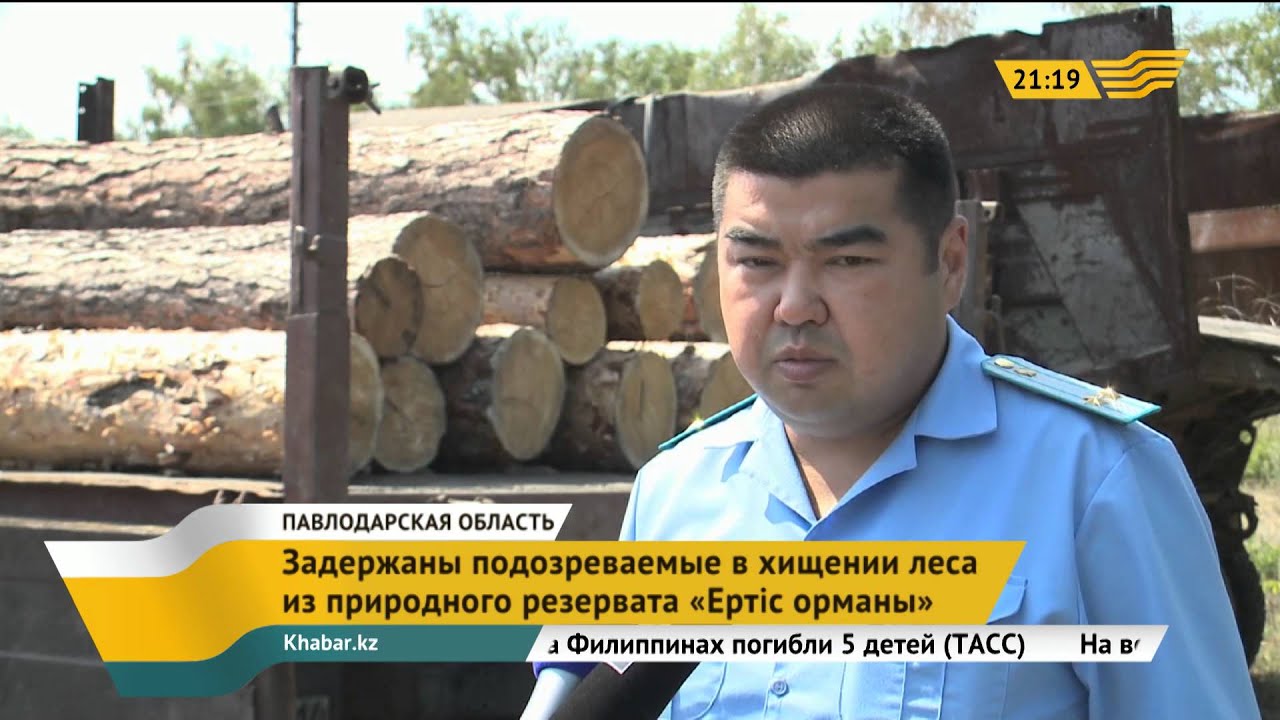 Задержаны подозреваемые в хищении леса из природного резервата «Ертiс орманы»