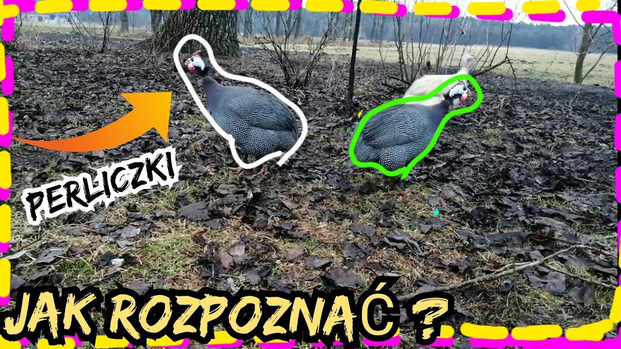 #JAK rozpoznać płeć perliczek?