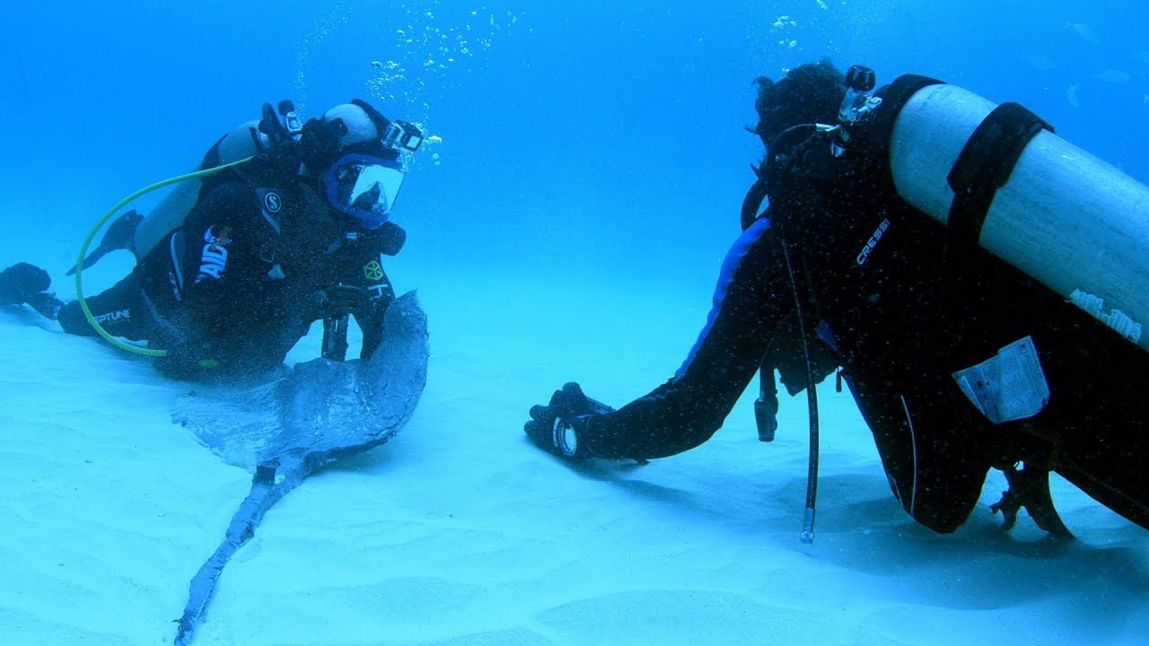 Magnetic Stingray Repels Hammerhead Sharks