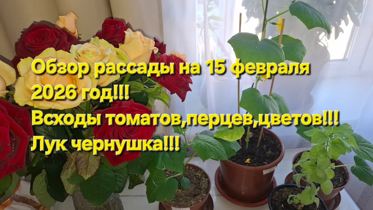 Рассада томатов,перцев,цветов!!!Обзор всходов лука чернушки!!!Огурцы на окне!!!15 февраля 2026 г.!!!