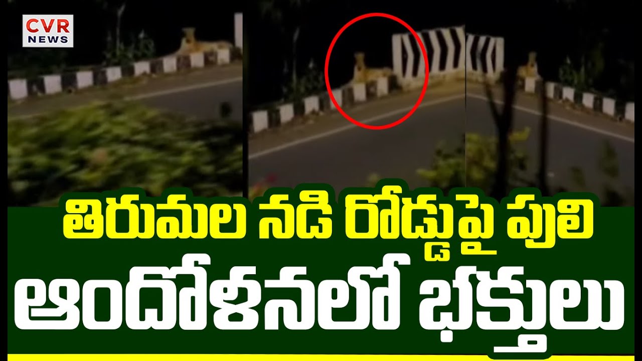 Leopard Spotted on Tirumala Tirupati | HighTension At Tirupathi | CVR News
