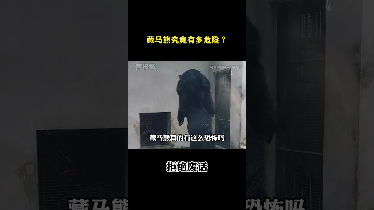 藏马熊究竟有多危险？ #涨知识 #冷知识 #科普 ￼