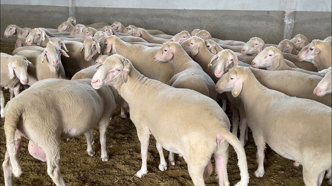 BÜYÜK KOYUNCULUK İŞLETMELERİNDEN ALTIN DEĞERİNDE BİLGİLER