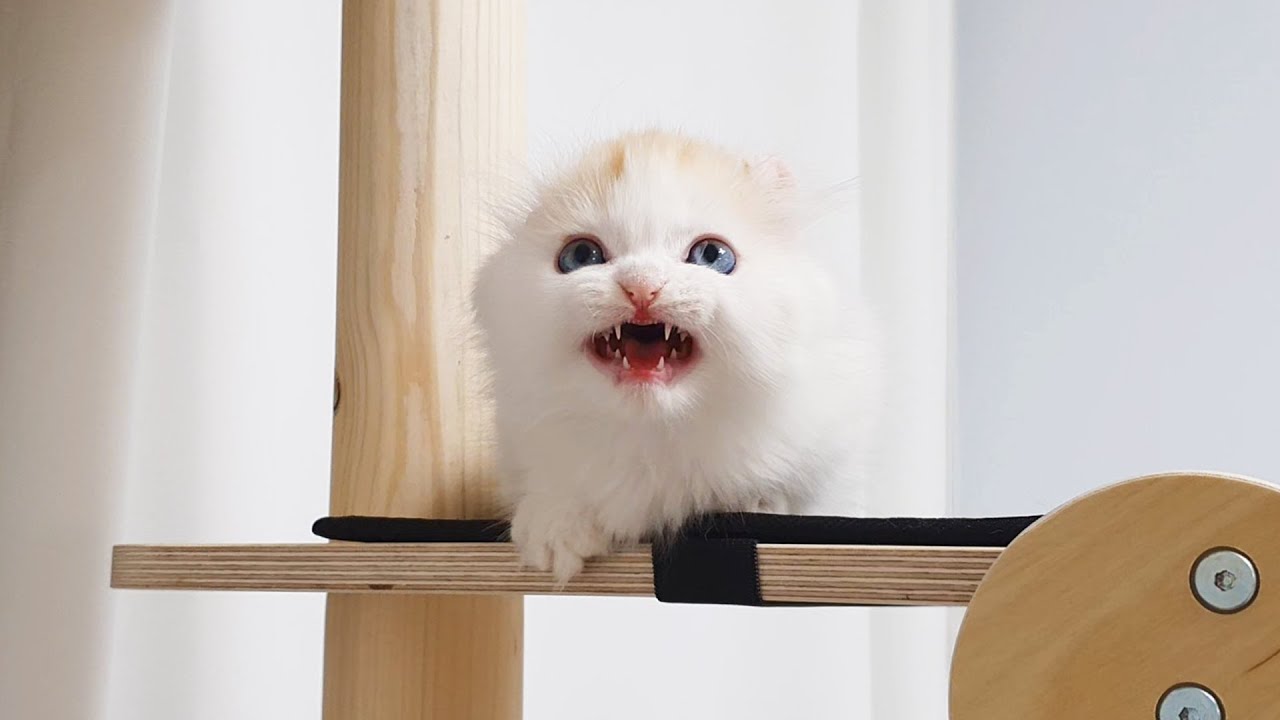 Baby Kitten Ready for First Hunting #Chattering #Hunting Instinct