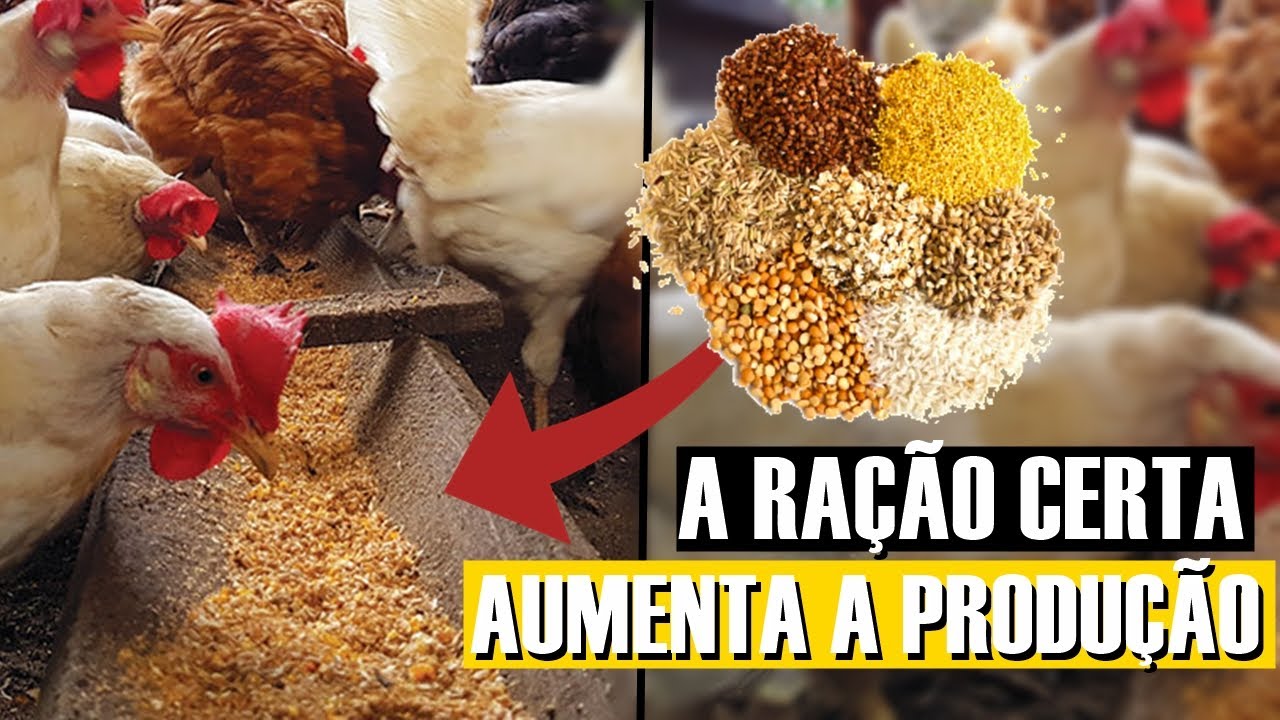 COMO ESCOLHER A MELHOR RAÇÃO PARA GALINHAS?