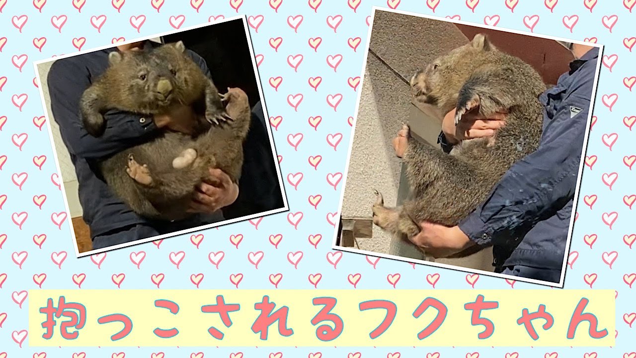 【wombat】抱っこされるフクちゃん☆(Hug, Fuku)