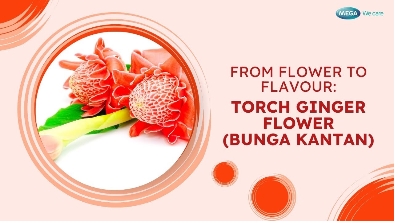 Torch Ginger Flower (Bunga Kantan)
