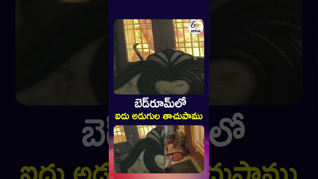 Five-Foot Cobra Found Inside House in Markapuram District | Family Terrified