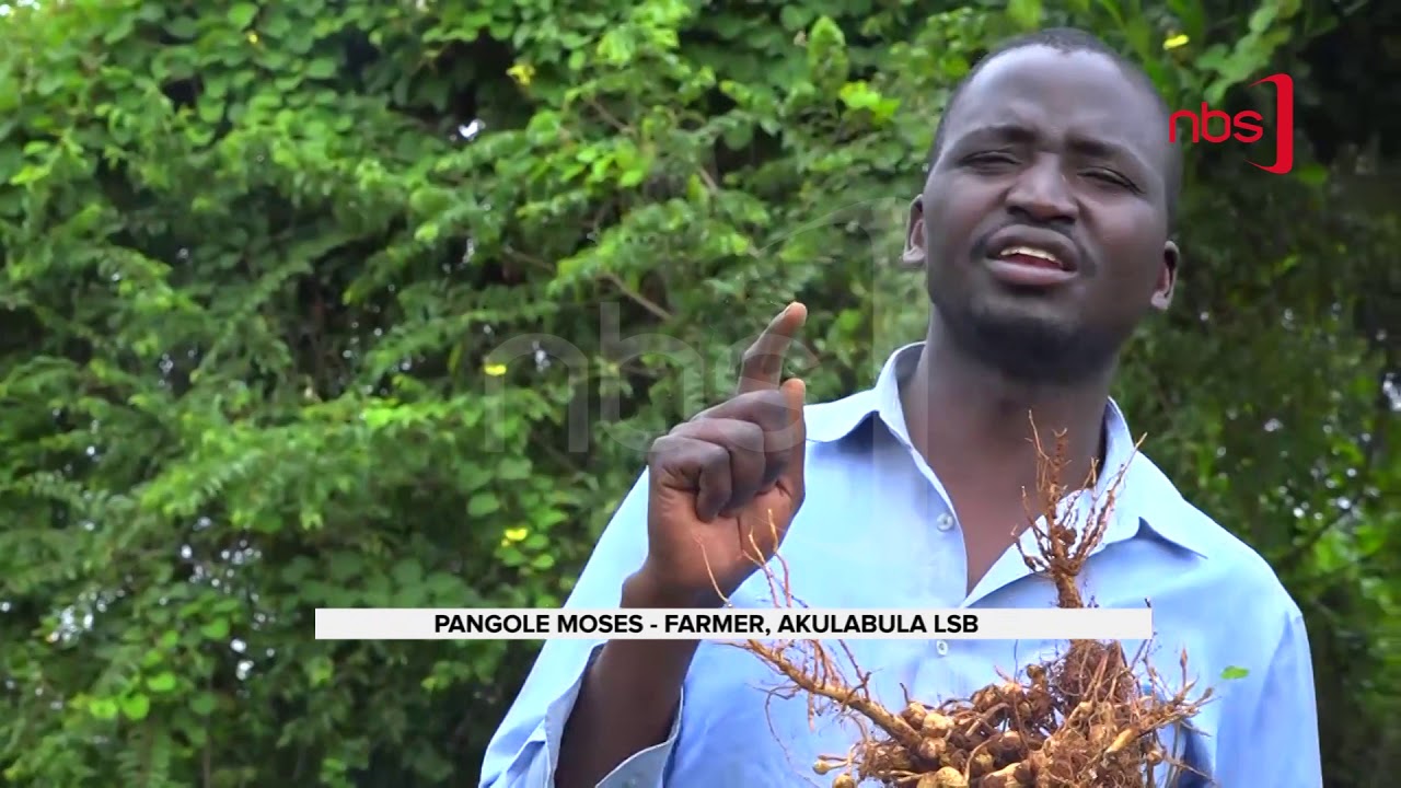 QUALITY DECLARED SEEDS IN EASTERN UGANDA - INTEGRATED SEED SECTOR DEVELOPMENT