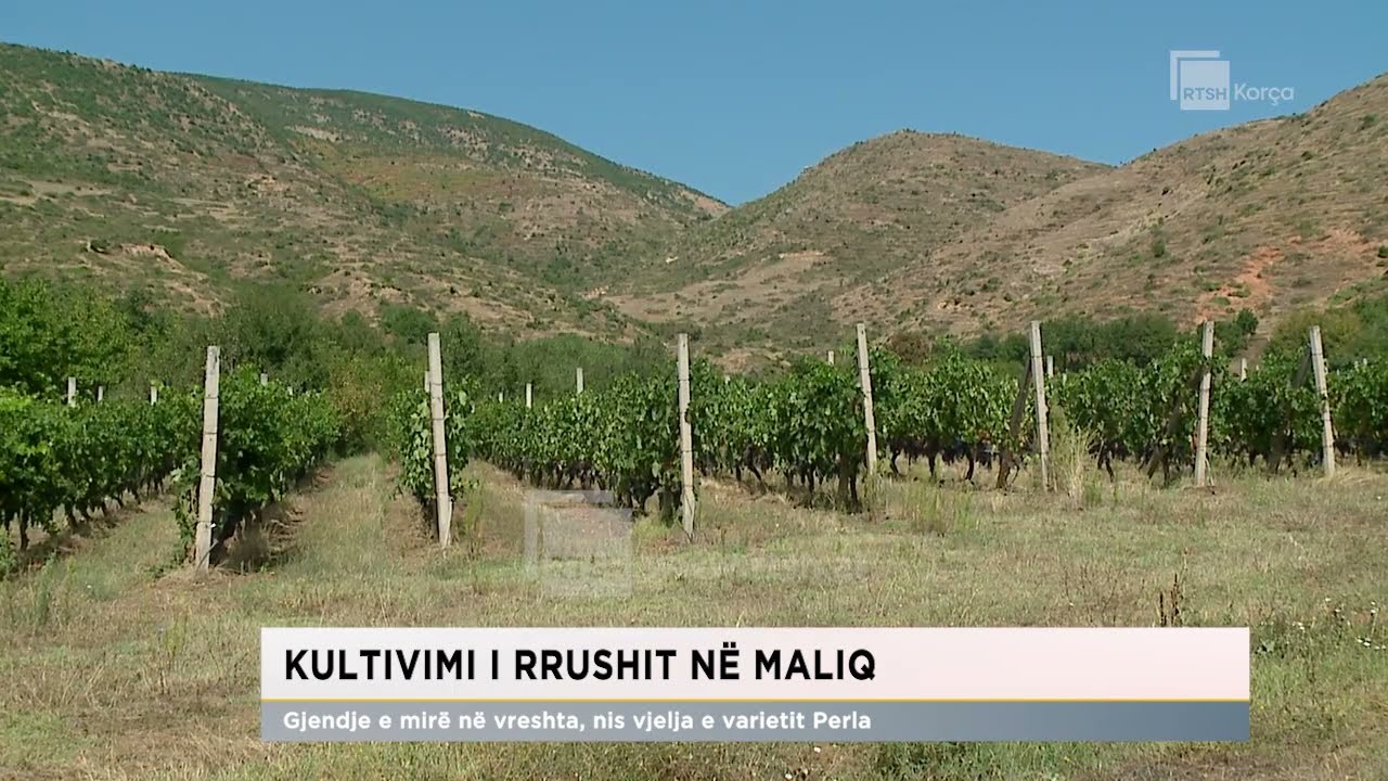 Kultivimi i rrushit në Maliq/ Gjendje e mirë në vreshta, nis vjelja e varietit Perla