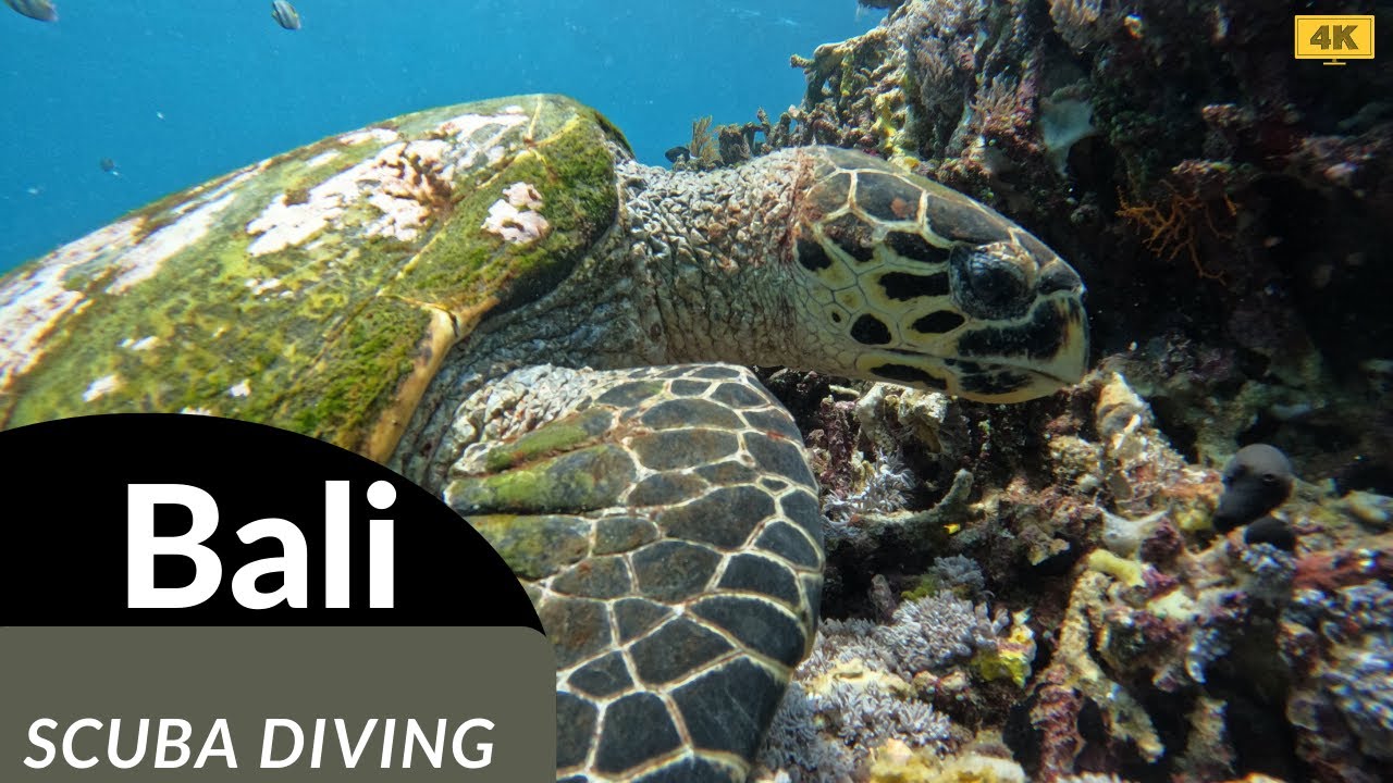 Bali Scuba Diving