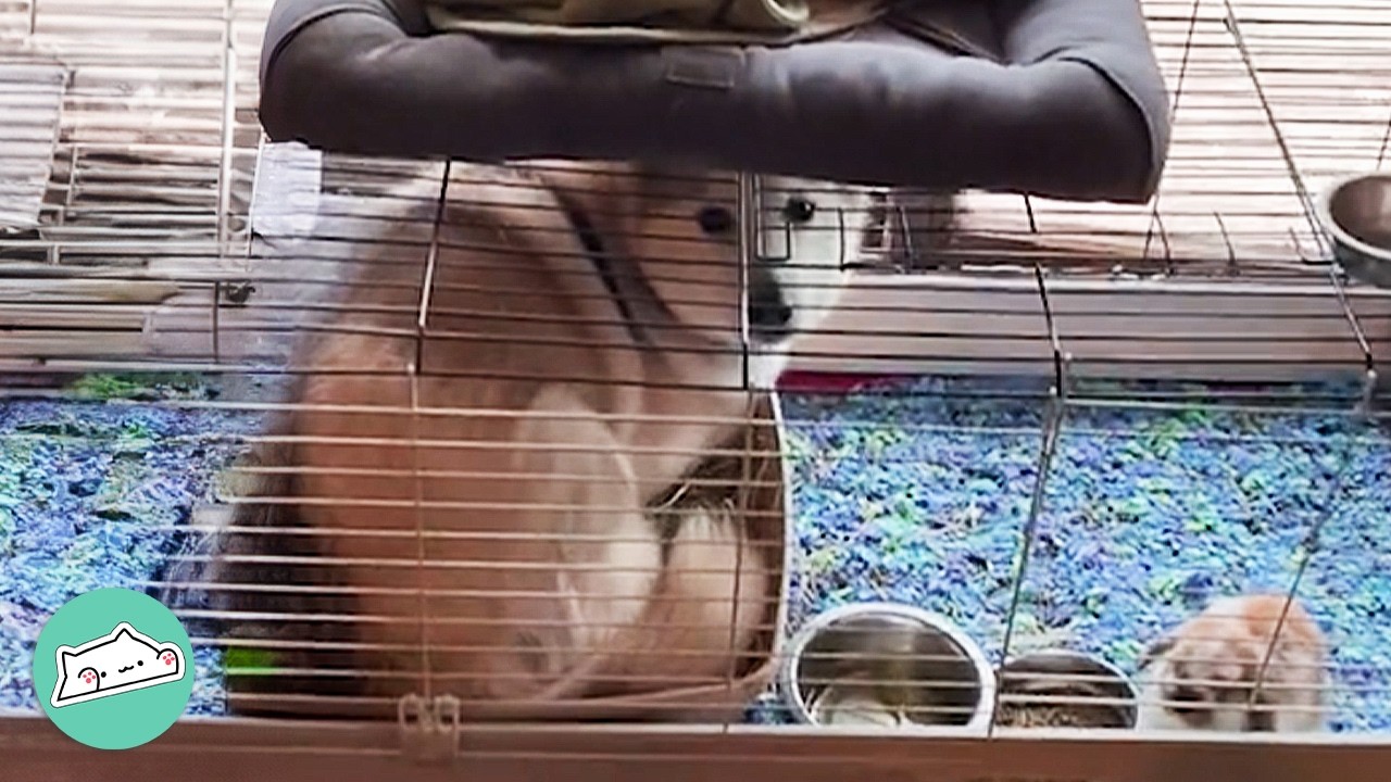 Husky Sneaks Into Bunny Crate For Cuddles! | Cuddle Buddies