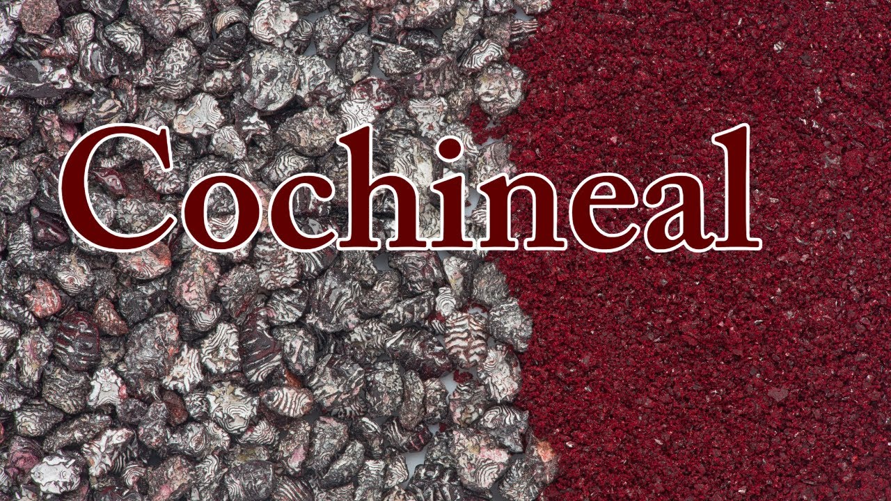 Making Red Paint from Bugs