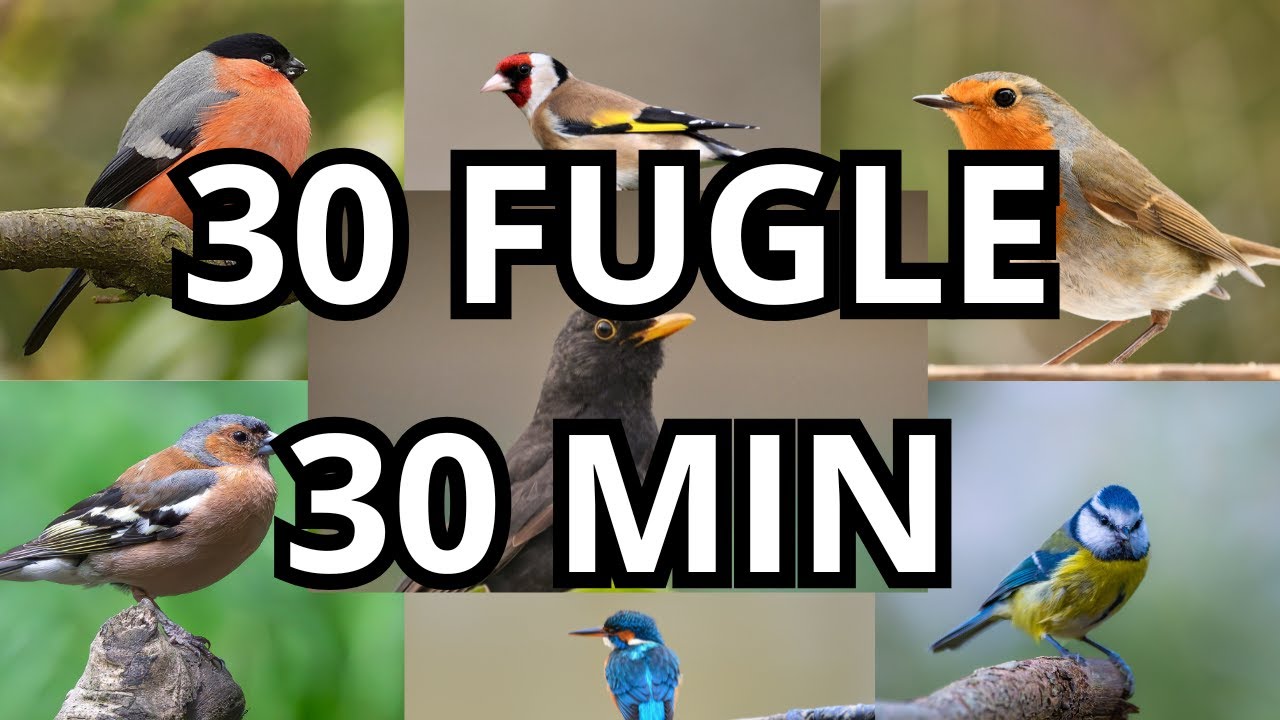 Lær 30 danske fuglestemmer på 30 minutter