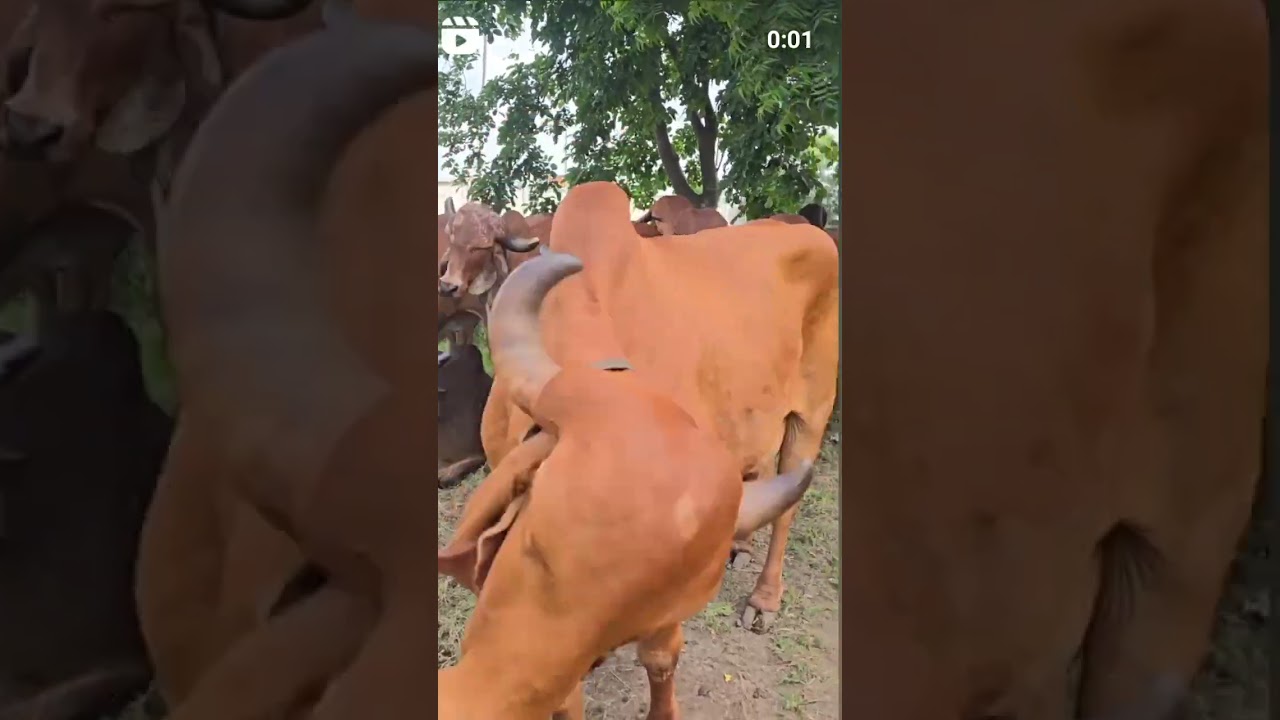 🐂 #song #holstein #bull #gaushalla #cow #gausewa #gausala #farmanimal #thecowsills #animals 🐂