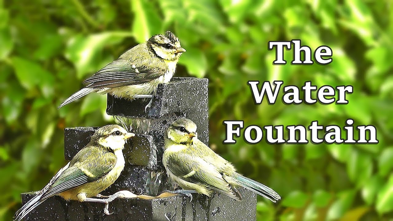 Relaxing TV for Cats to Watch : Cat TV - Birds on A Hot Summer Evening