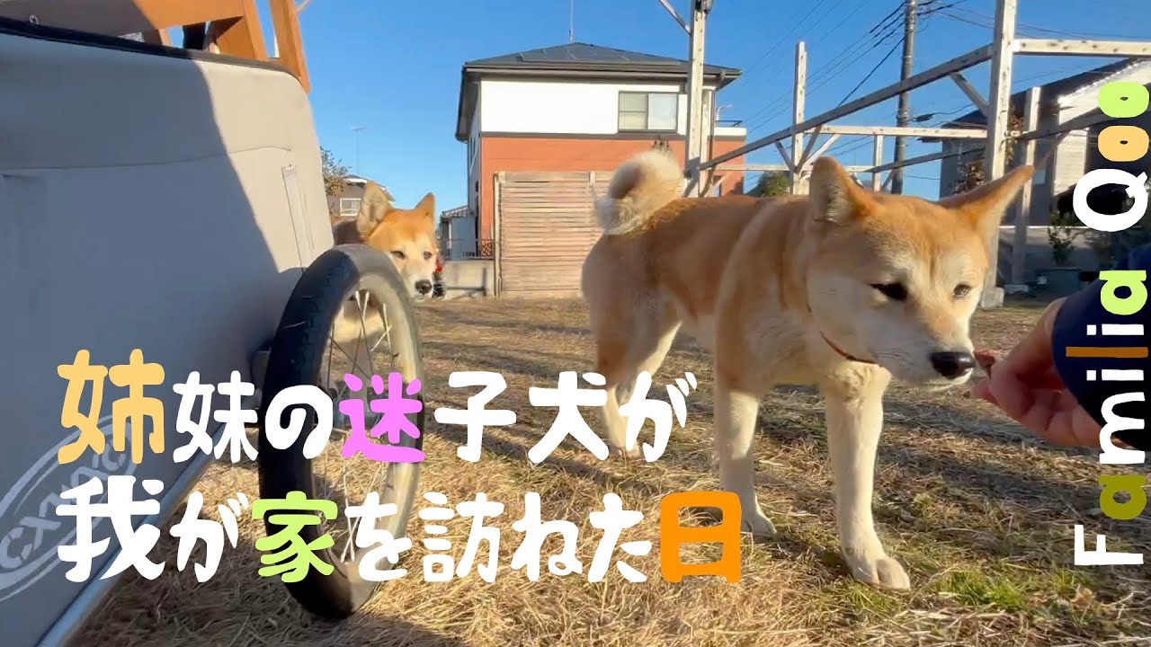 迷子の姉妹犬が我が家を訪ねた日【M.ダックスと近所ののら犬】