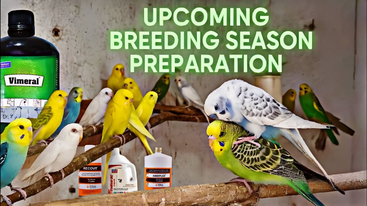 Budgies Upcoming Breeding Season Tips #birds #budgies #lovebirds #parrot