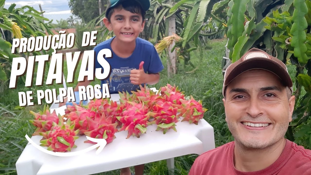 Uma das Pitayas mais linda que já colhemos🌵