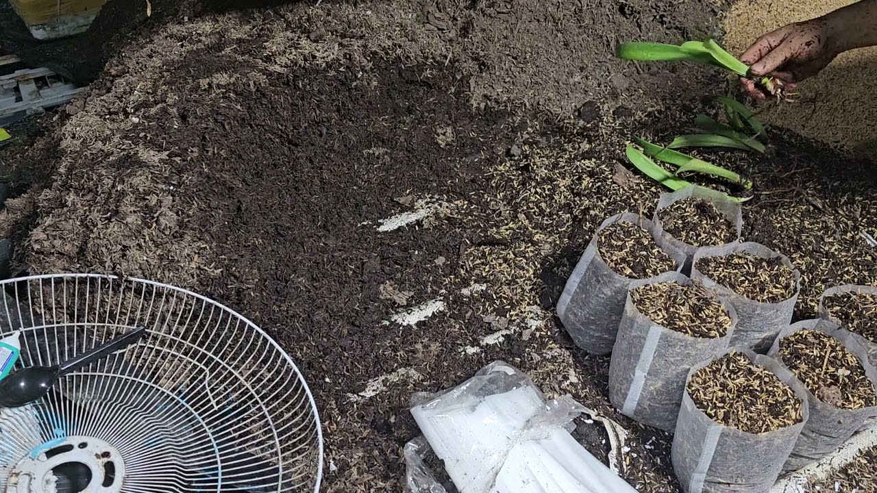 Chia sẻ cách trộn giá thể trồng hoa lan huệ
