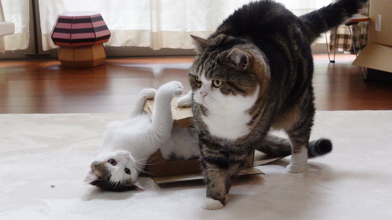 箱が潰れて動揺するねこ。-Maru was upset because the box was crushed.-