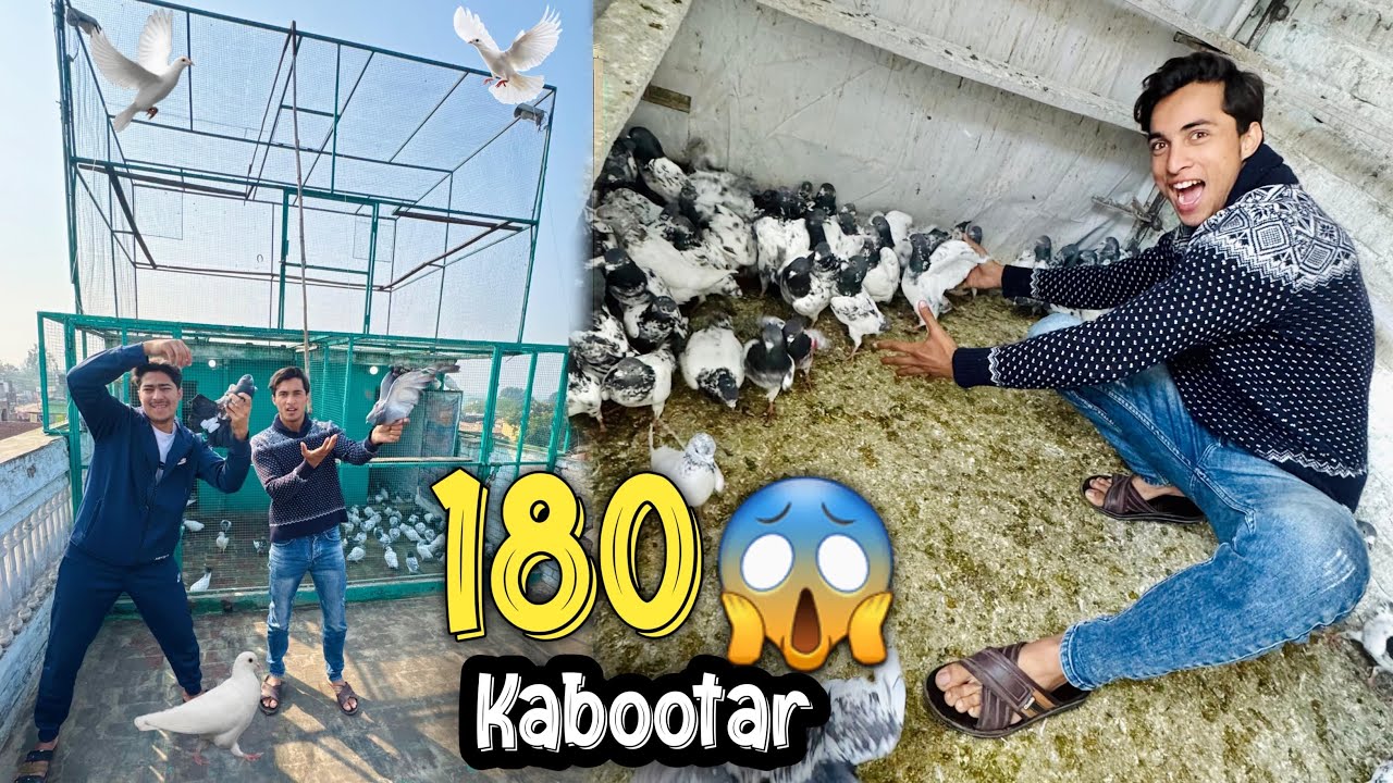 Atna Zada Dost Ka Kabooter | New Kabooter Coming...
