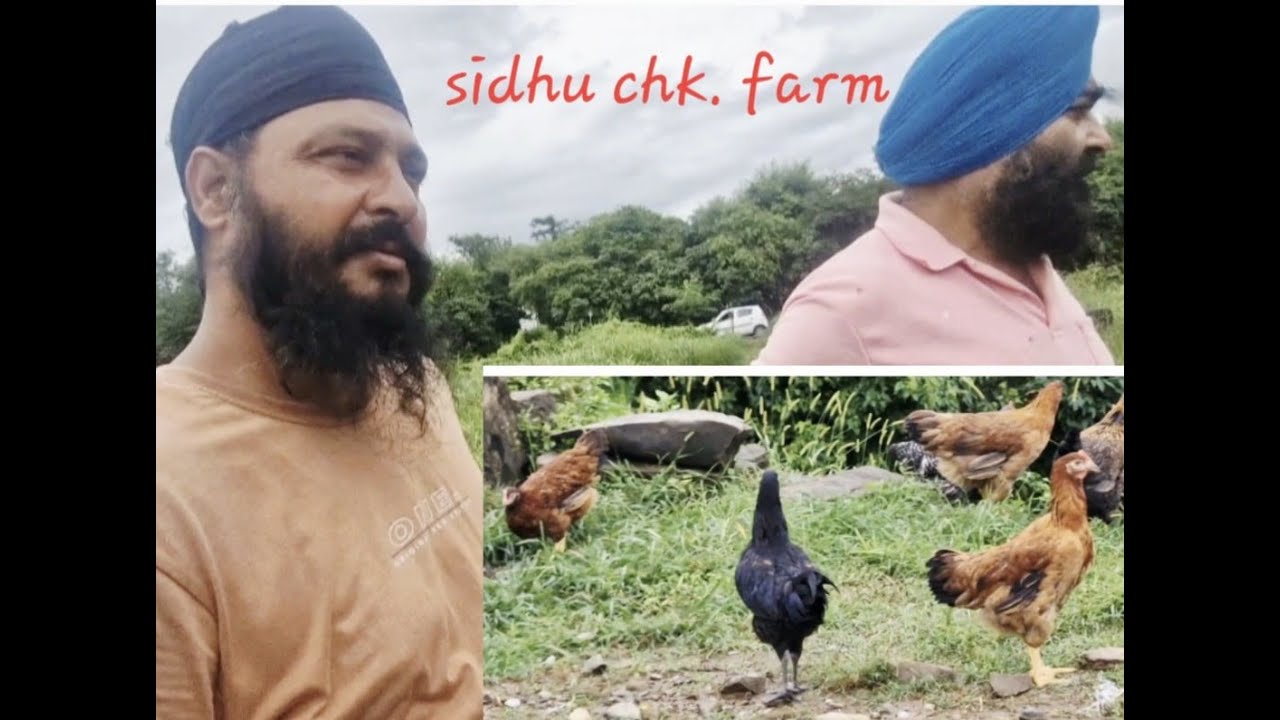 SIDHU CHK. FARM🐓🐓🐓