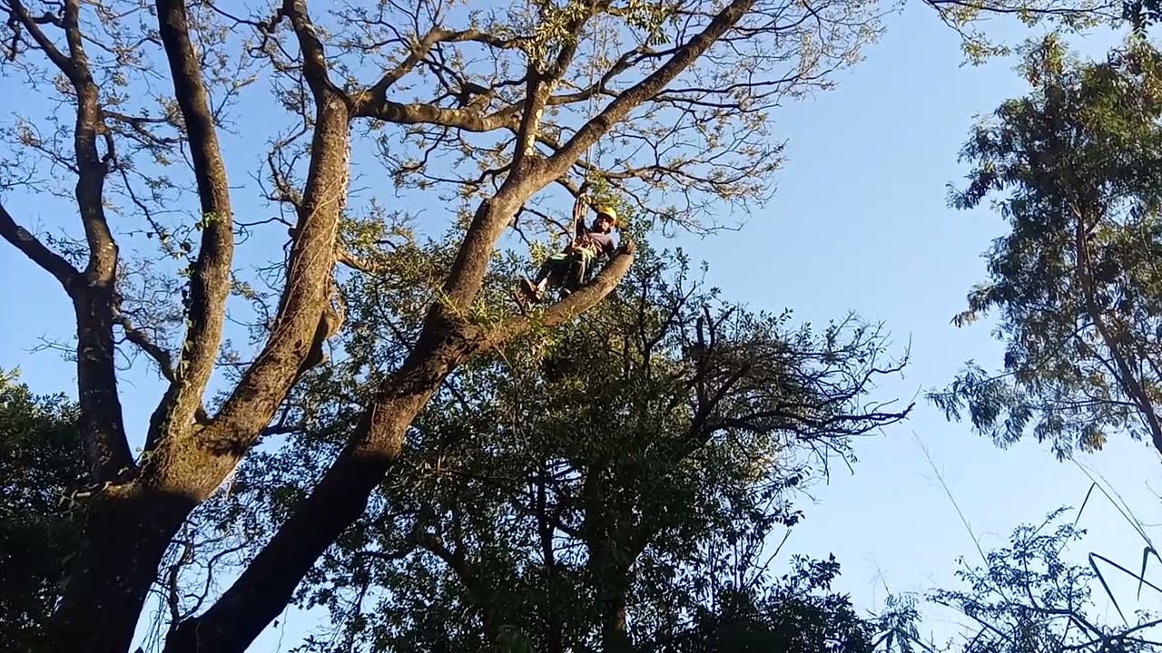 Técnica de cortar arvore com moto serra - #stihl 250 /@wgs jardinagem